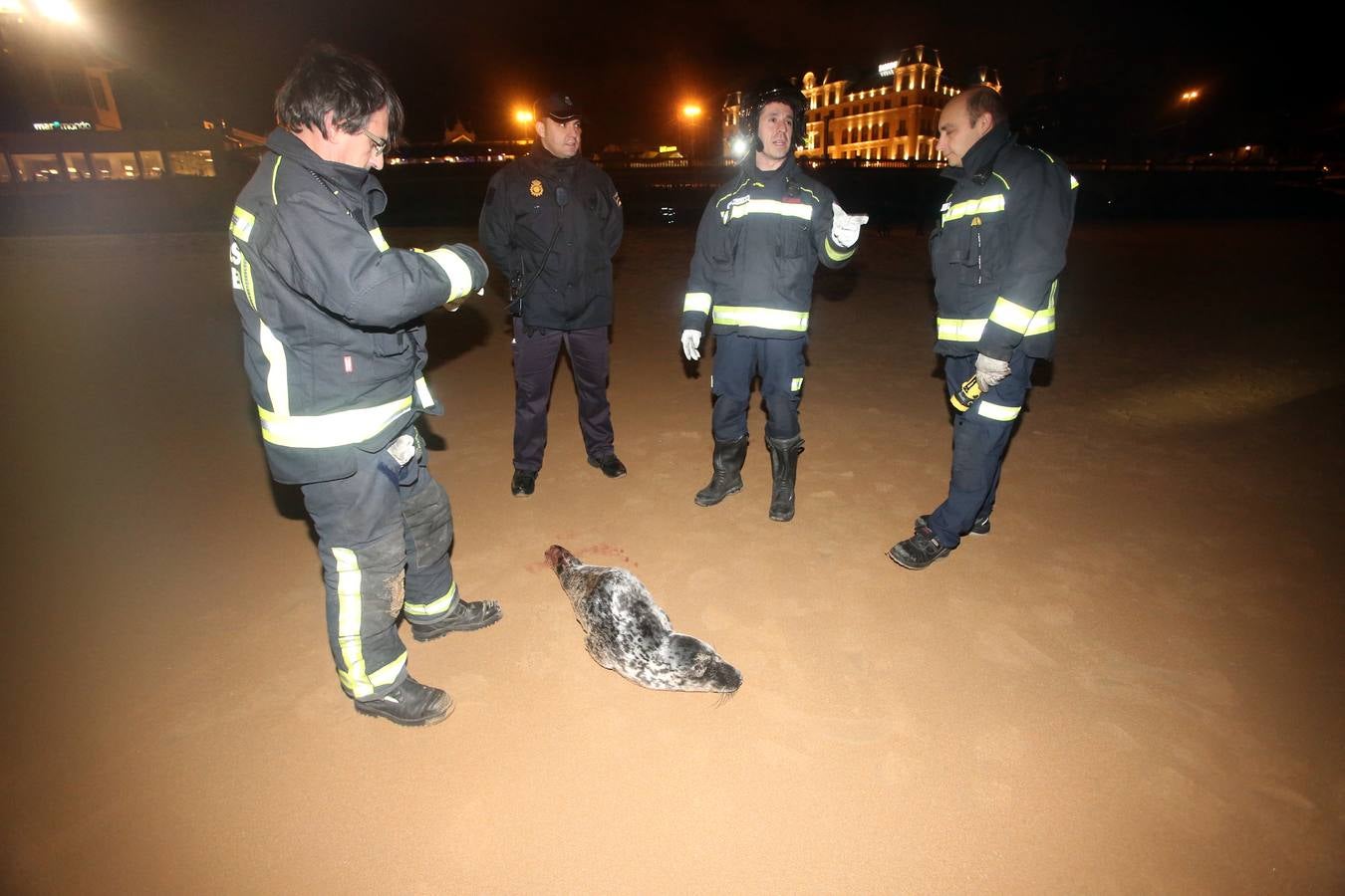 Aparece una foca herida en la Segunda de El Sardinero