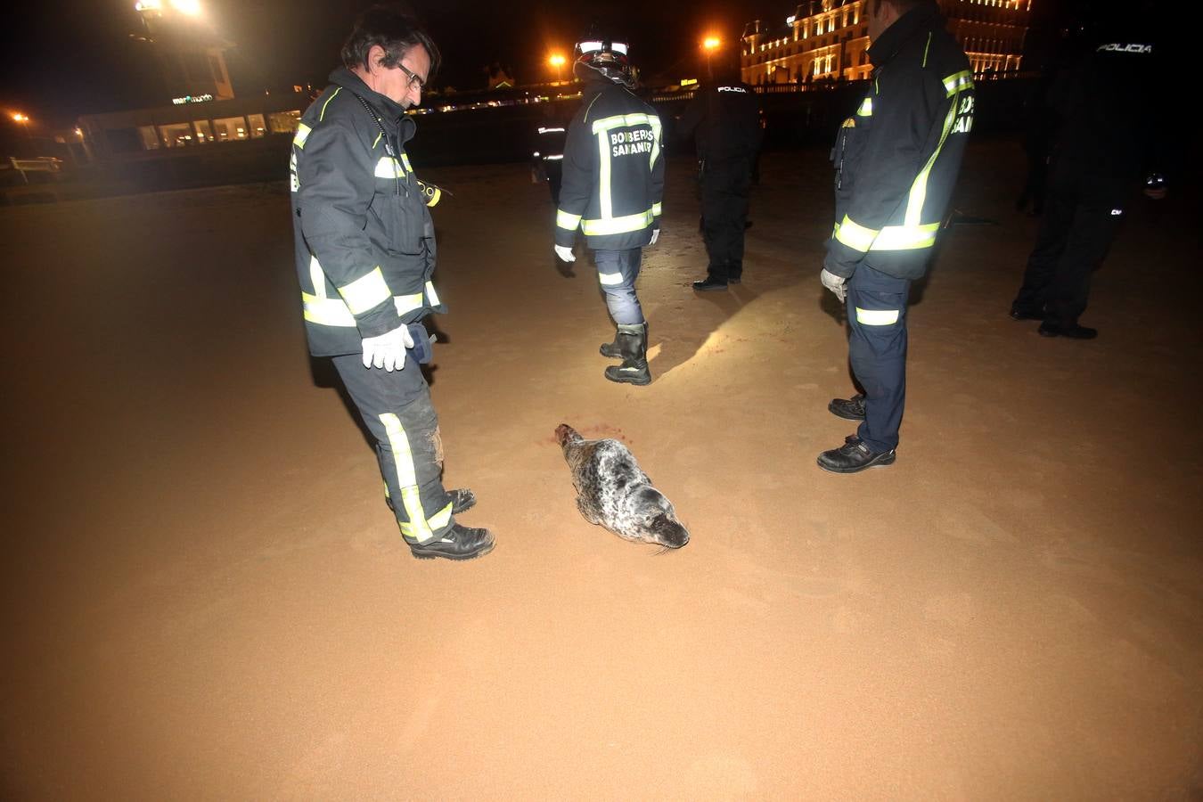 Aparece una foca herida en la Segunda de El Sardinero