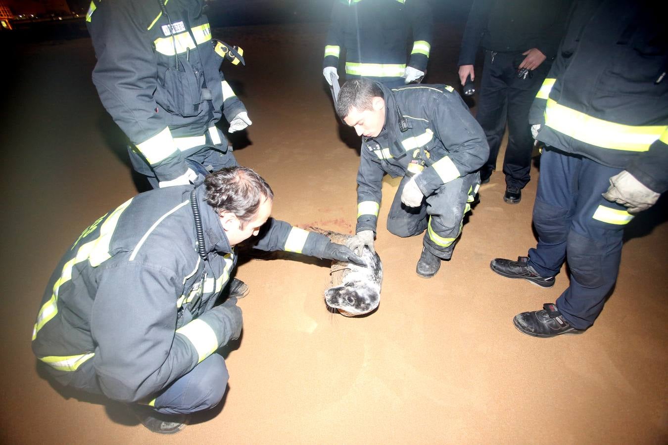 Aparece una foca herida en la Segunda de El Sardinero