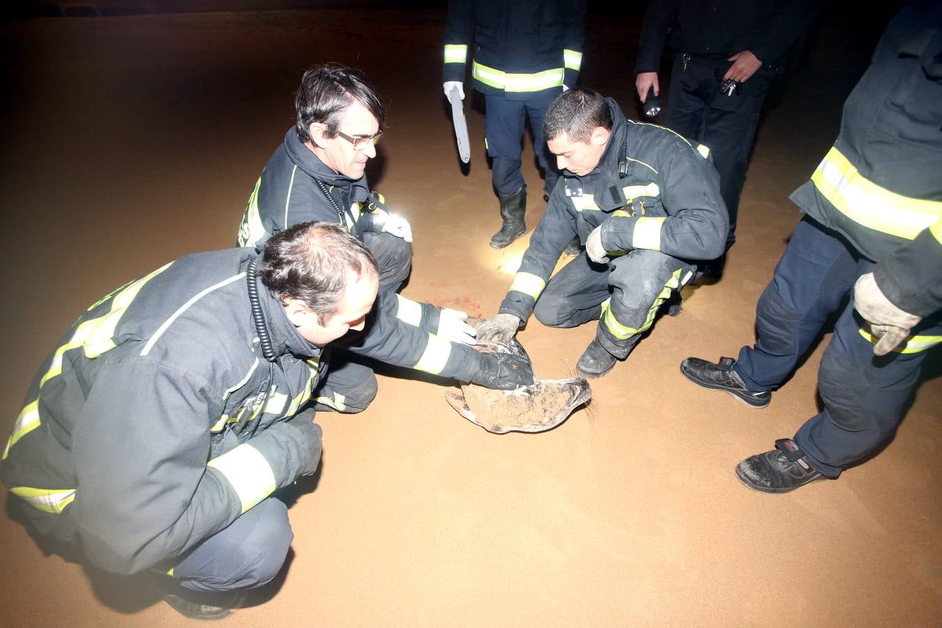 Aparece una foca herida en la Segunda de El Sardinero