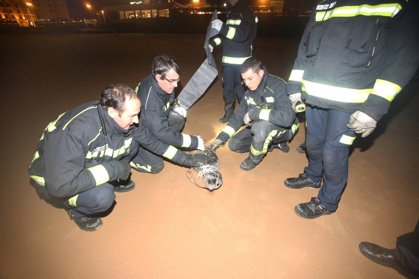 Aparece una foca herida en la Segunda de El Sardinero