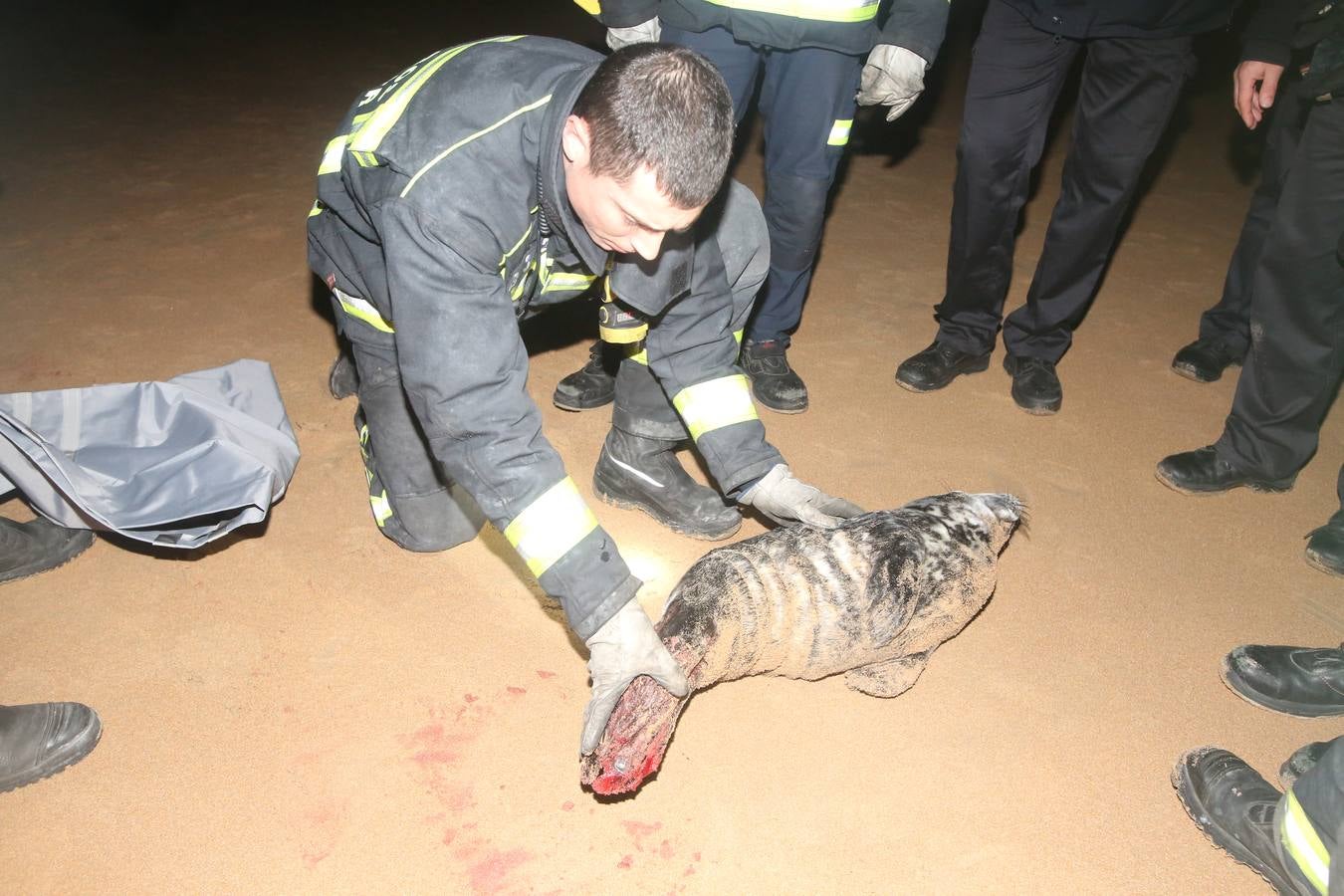 Aparece una foca herida en la Segunda de El Sardinero