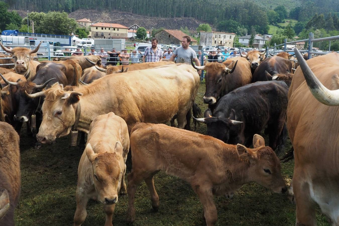 Concursos de ganado por San Isidro