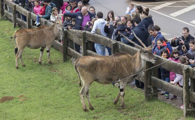 Cabárceno ha tenido en julio cifras de visitantes muy similares a las del año pasado. :: 