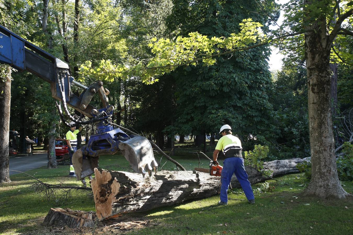 El Ayuntamiento de Torrelavega ha comenzado hoy a retirar del Parque Manuel Barquín los alrededor de 40 árboles muertos o en muy mal estado según el estudio encargado recientemente por la Concejalía de Medio Ambiente.