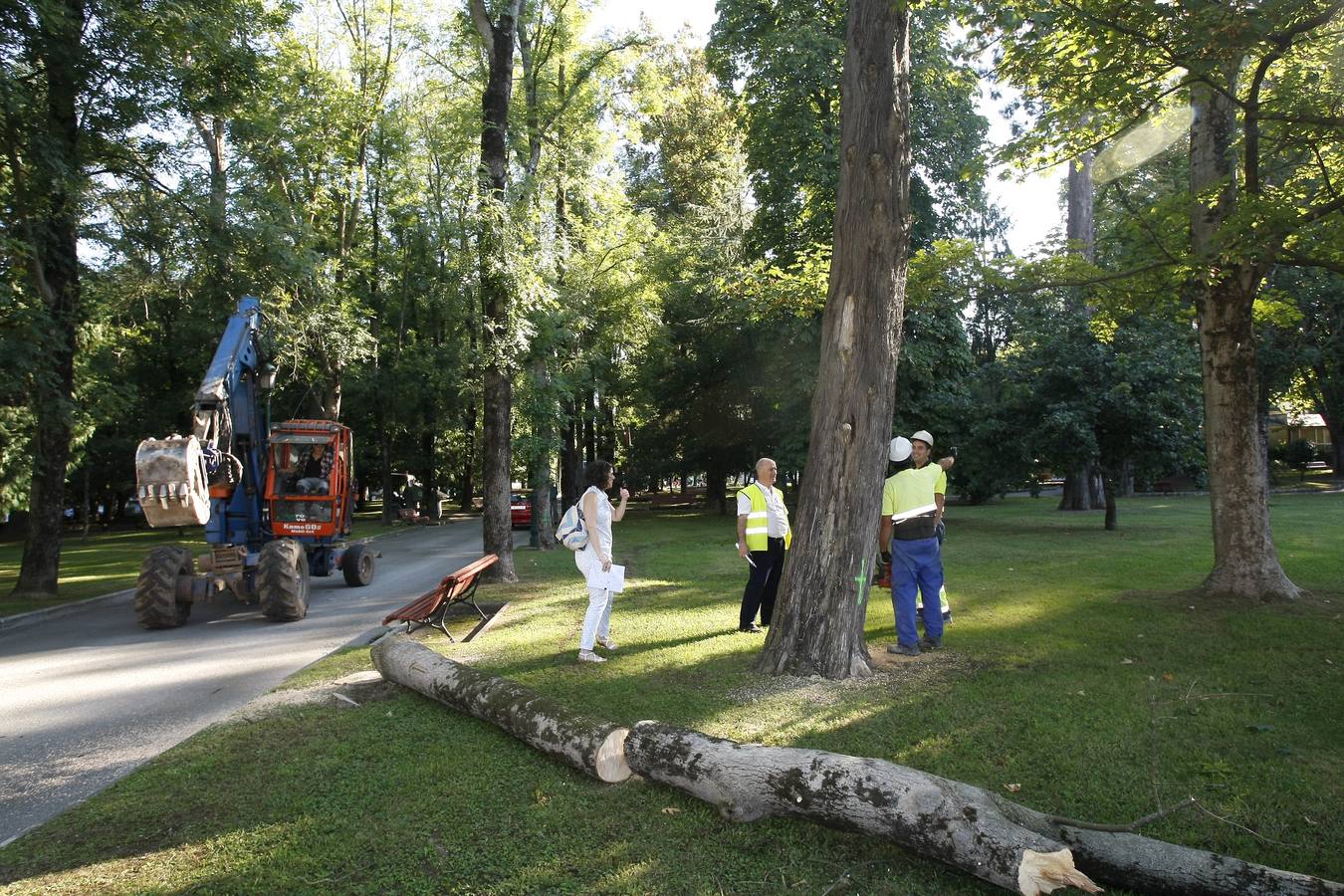 El Ayuntamiento de Torrelavega ha comenzado hoy a retirar del Parque Manuel Barquín los alrededor de 40 árboles muertos o en muy mal estado según el estudio encargado recientemente por la Concejalía de Medio Ambiente.