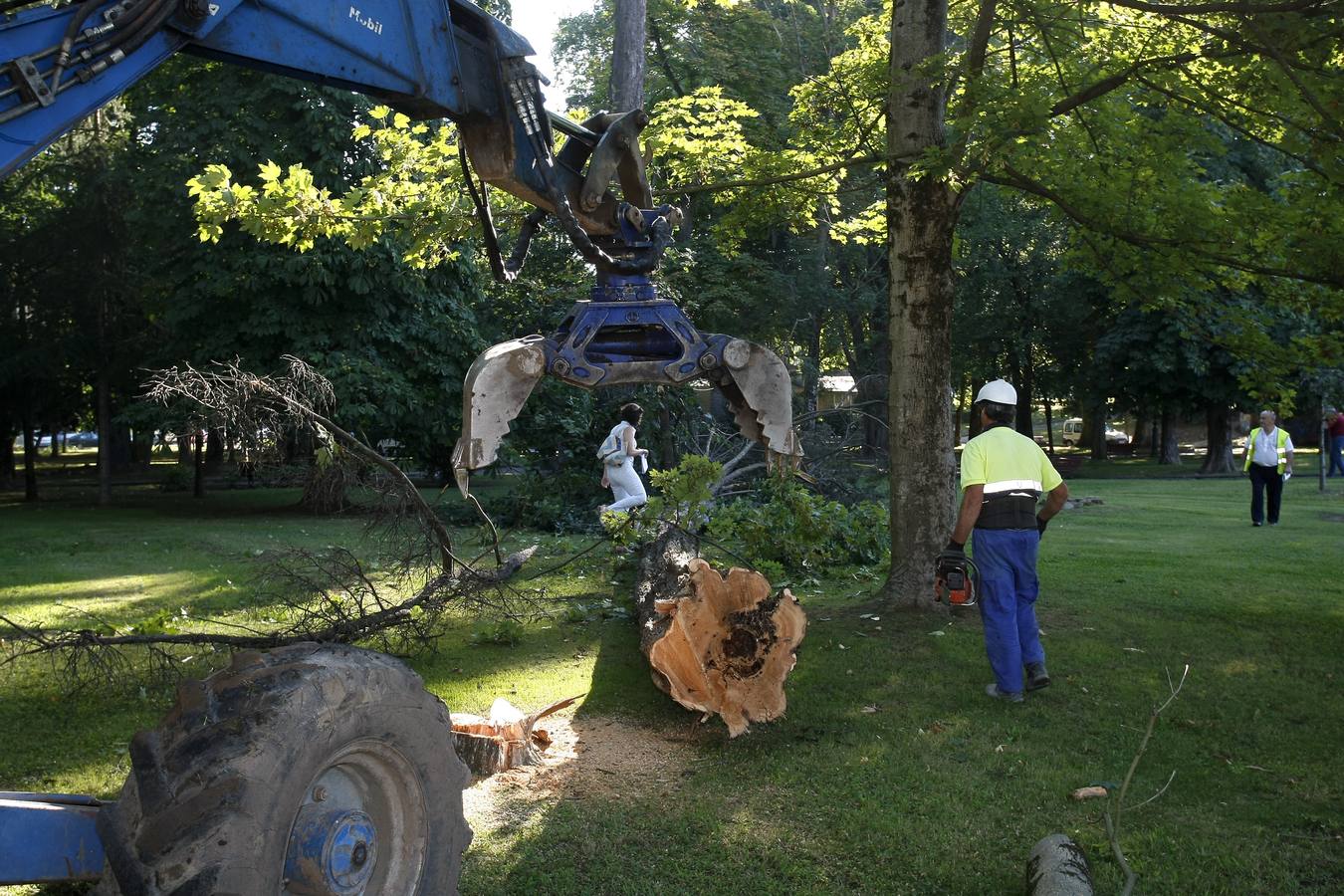 El Ayuntamiento de Torrelavega ha comenzado hoy a retirar del Parque Manuel Barquín los alrededor de 40 árboles muertos o en muy mal estado según el estudio encargado recientemente por la Concejalía de Medio Ambiente.