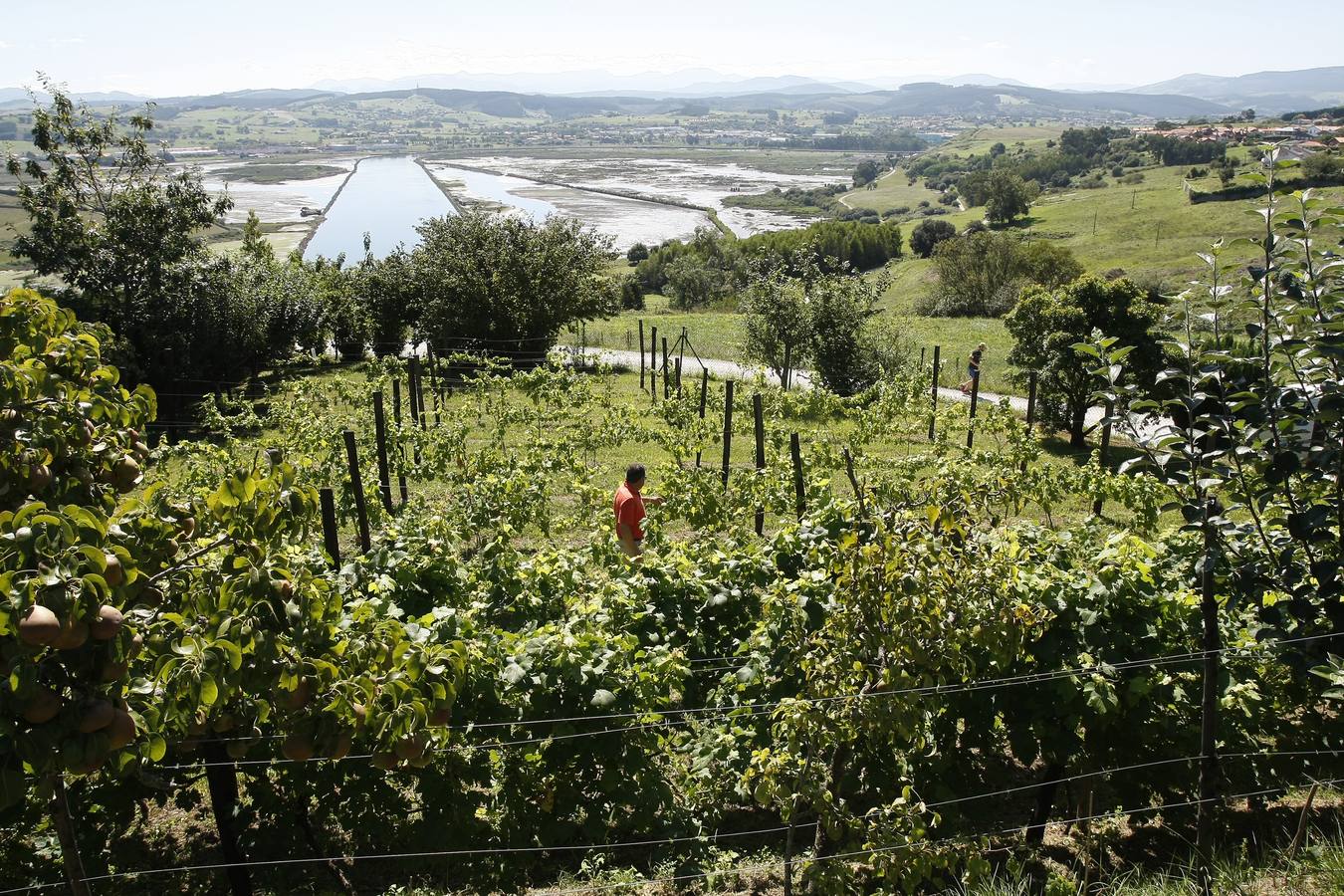 Recuperación del cultivo de la vid en Cantabria