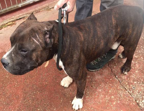 Cuatro perros, un pony y un quad vuelven a sus legítimos dueños tras la detención de los autores de media docena de robos