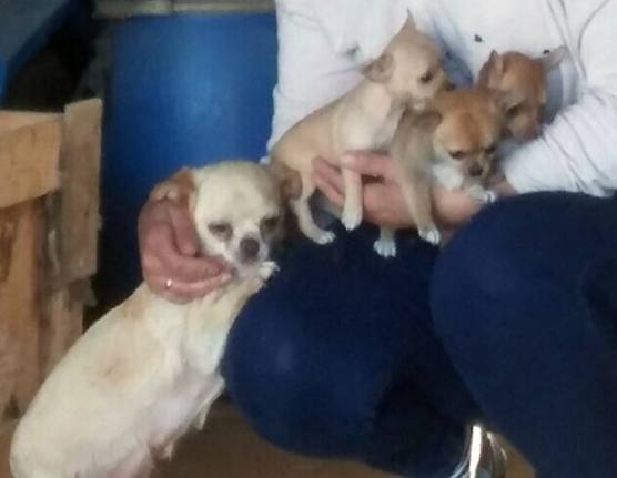 Cuatro perros, un pony y un quad vuelven a sus legítimos dueños tras la detención de los autores de media docena de robos