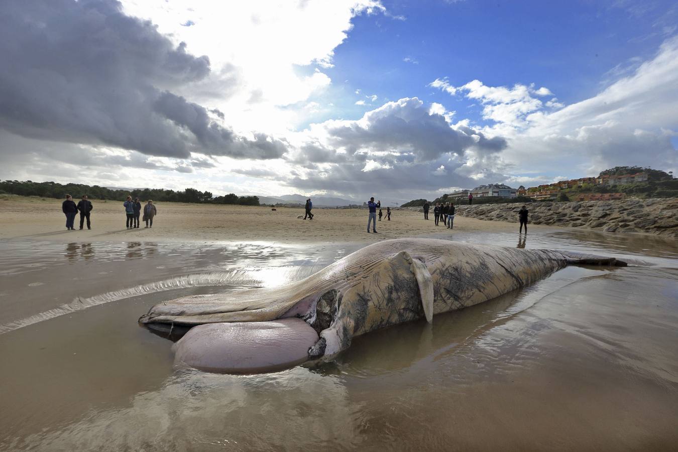 Imagen de 2013, cuando apareció una ballena de diez metros en la playa de Merón.