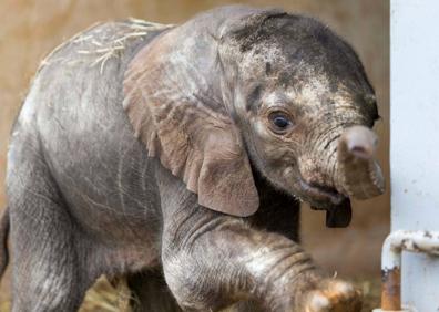 Imagen secundaria 1 - Nace la segunda cría de elefante africano en Cabárceno en menos de un mes