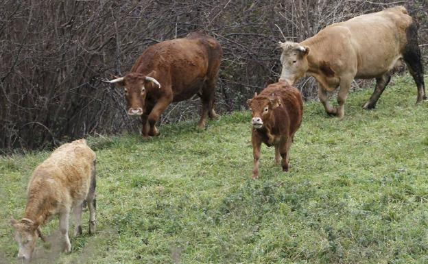 Aumentan más de un 350% los casos de brucelosis en Cantabria