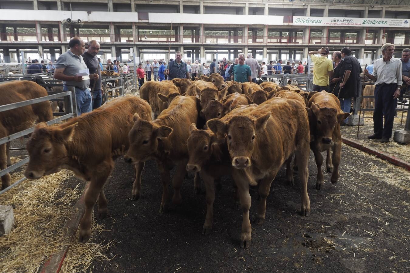 La muestra de ganado ha reducido la oferta pero ha mejorado los precios de la leche