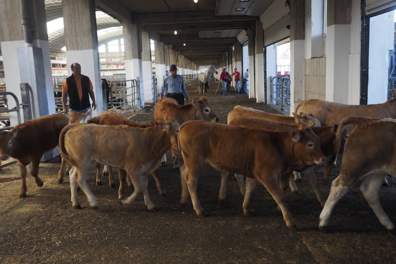 La muestra de ganado ha reducido la oferta pero ha mejorado los precios de la leche