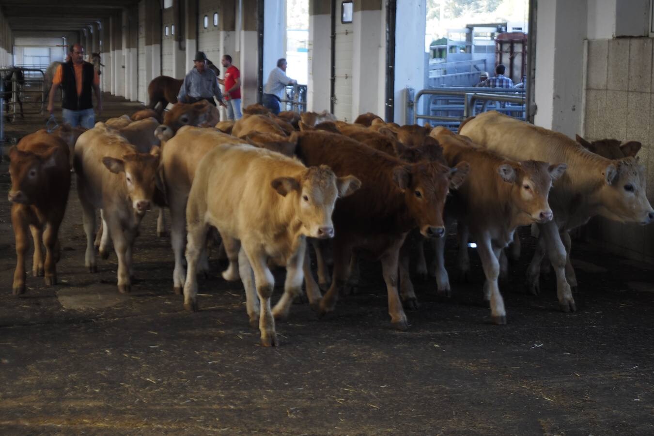 La muestra de ganado ha reducido la oferta pero ha mejorado los precios de la leche