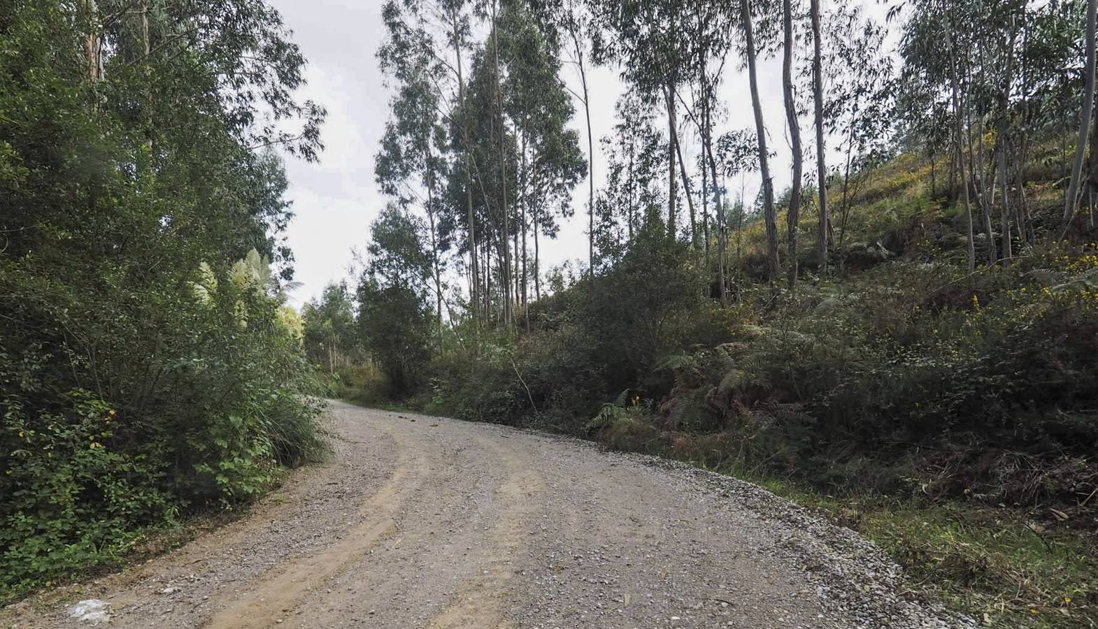 La pista forestal en la que fue encontrada la mujer atraviesa Limpias y Guriezo y forma parte del Camino de Santiago. 