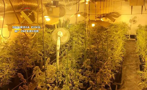 Desmantelada una plantación de marihuana en una cuadra de Ambrosero con más de 500 plantas