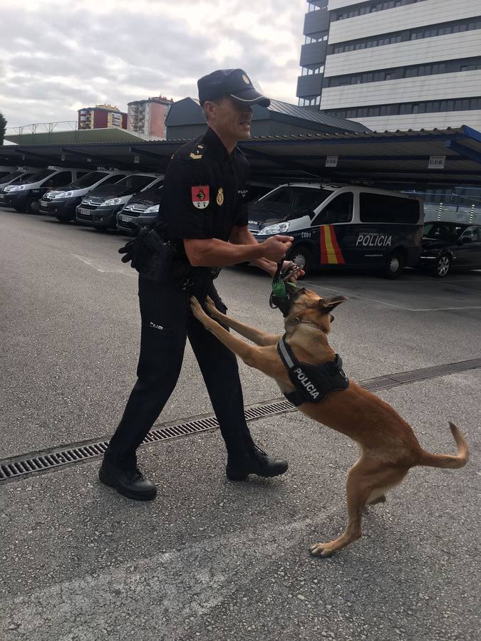 La Policía Nacional en Cantabria entrena ya al cachorro de Border Collie para que se incorpore a la plantilla cuando cumpla 3 meses.