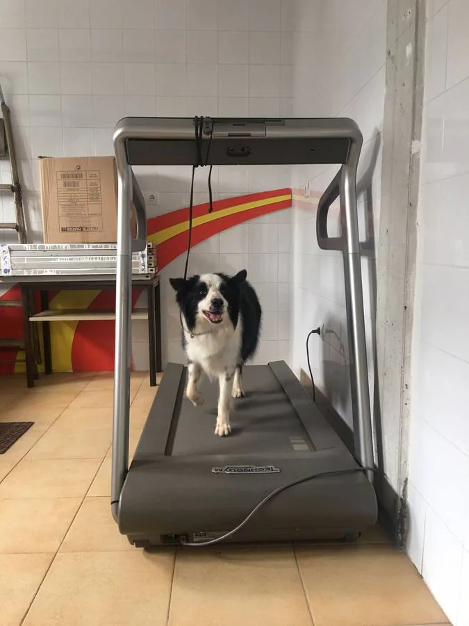 La Policía Nacional en Cantabria entrena ya al cachorro de Border Collie para que se incorpore a la plantilla cuando cumpla 3 meses.