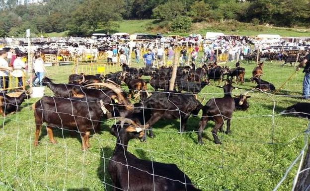 Más de 1.000 cabezas de ganado estarán éste sábado en la VII Feria de Riotuerto