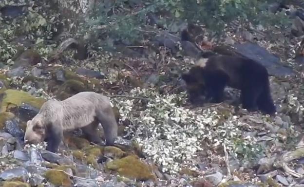 Dos osos comen bellotas en una zona de robledal