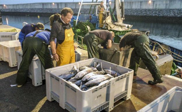 Pescadores cántabros descargan sus capturas en el puerto de Laredo.