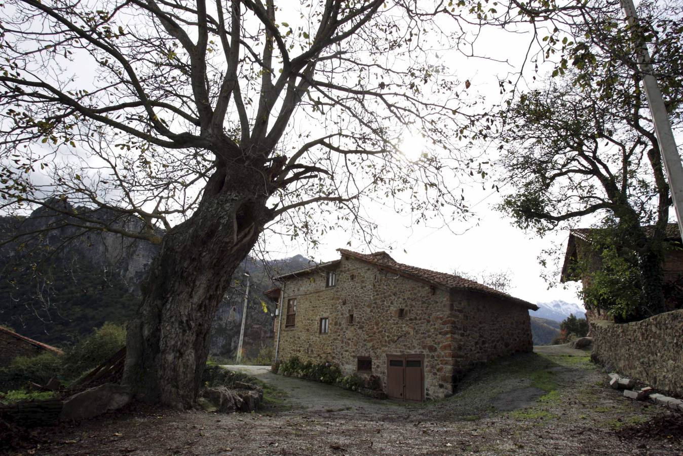 Mogrovejo en otoño.