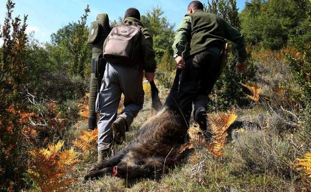 Los cazadores denuncian el «colapso» en Montes por falta de personal administrativo