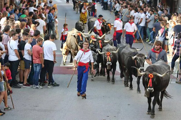 La 'pasá' del ganado por las calles de Cabezón fue uno de los momentos más importantes de la Olimpiada del Tudanco.