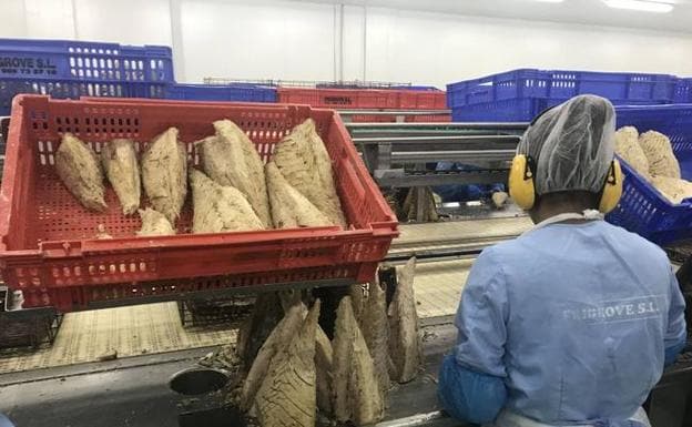 El Grupo Atunlo integra una planta productora de lomos de atún ubicada en Santoña