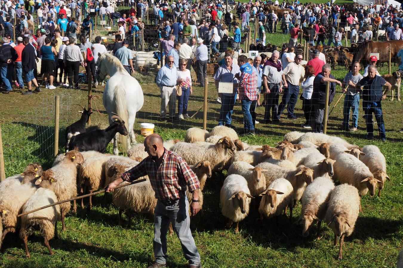 Más de 1.000 personas acuden a la tradicional cita ganadera y comercial que se celebra en Hoznayo