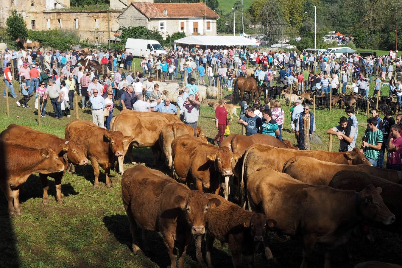 Más de 1.000 personas acuden a la tradicional cita ganadera y comercial que se celebra en Hoznayo