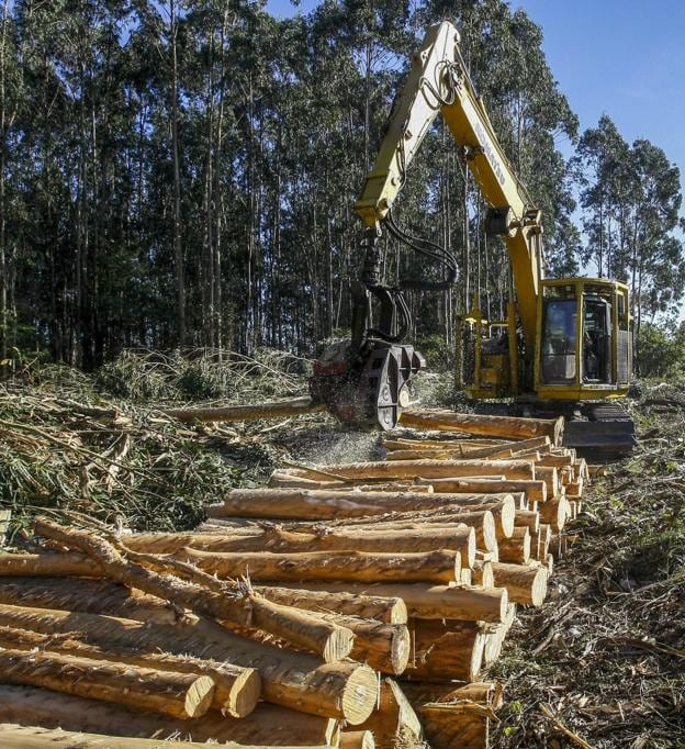 El aprovechamiento de la madera de eucalipto mueve casi once millones de euros al año. 