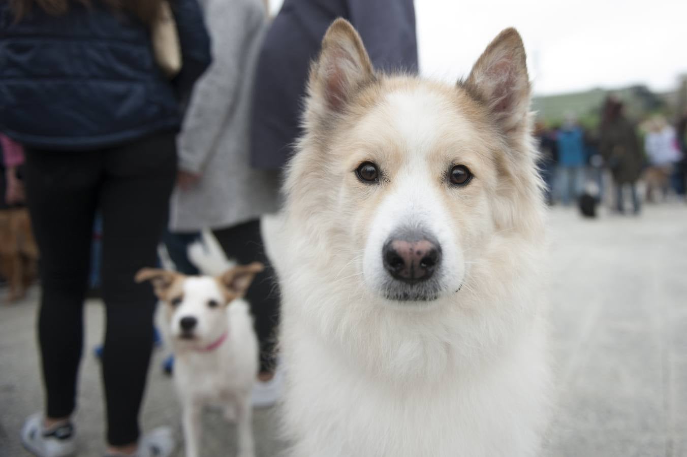 Un centenar de perros se reunieron este domingo en Las Llamas con motivo de la III Feria de Animales