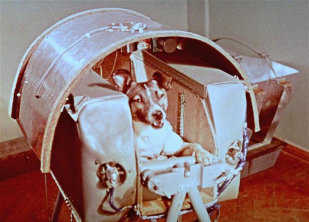 'Laika', en el interior del 'Sputnik 2', que tenía el tamaño de una lavadora.