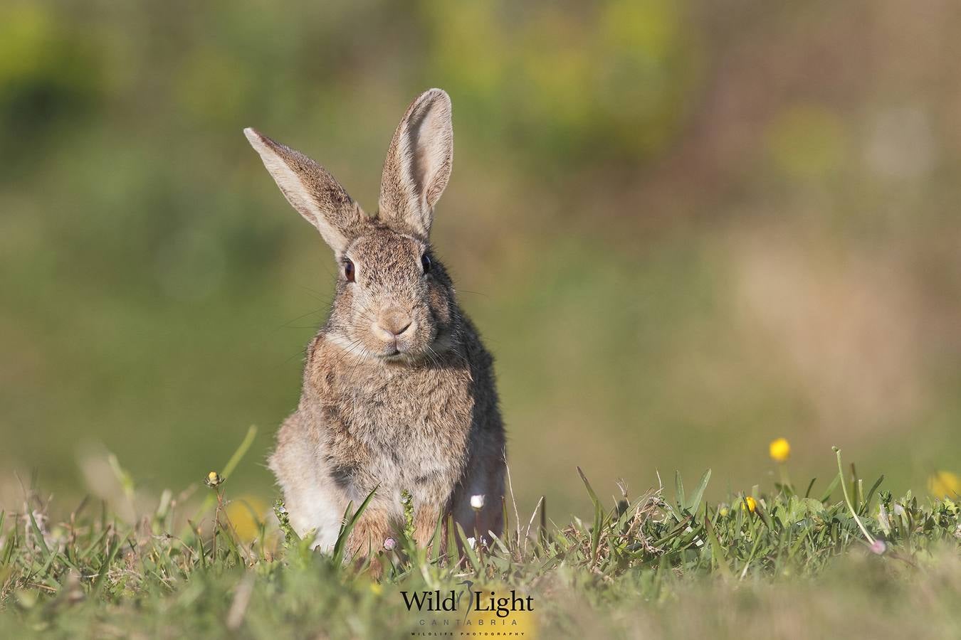 El conservacionista cántabro Roberto González lanza WildLife Cantabria, una web para difundir la belleza y riqueza de la naturaleza de Cantabria.