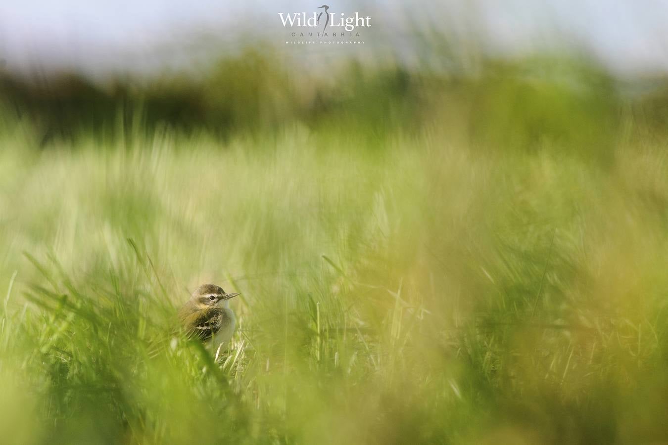 El conservacionista cántabro Roberto González lanza WildLife Cantabria, una web para difundir la belleza y riqueza de la naturaleza de Cantabria.