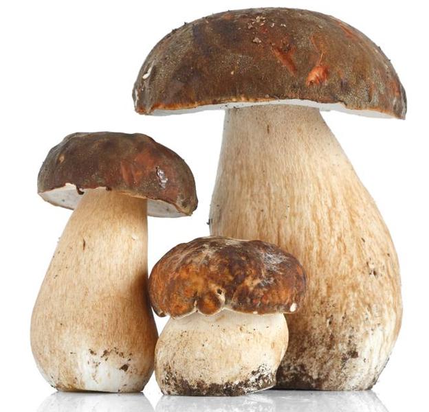 Boletus edulis.