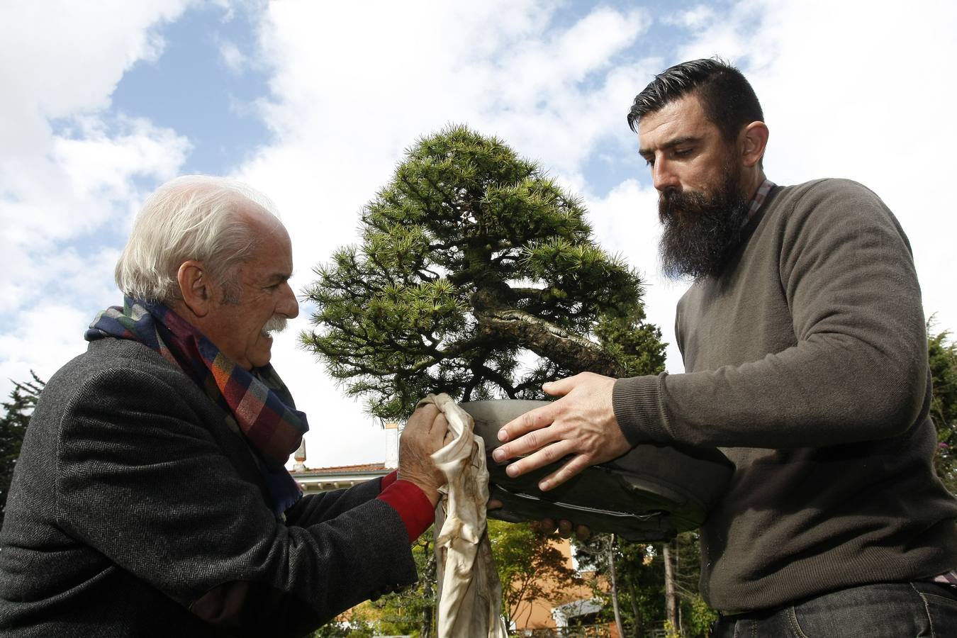 Llegó a tener 200 ejemplares, pero ahora este aficionado cántabro -uno de los veteranos en este arte japonés en cantabria- prefiere tener menos (unos 40) y cuidarles mejor.