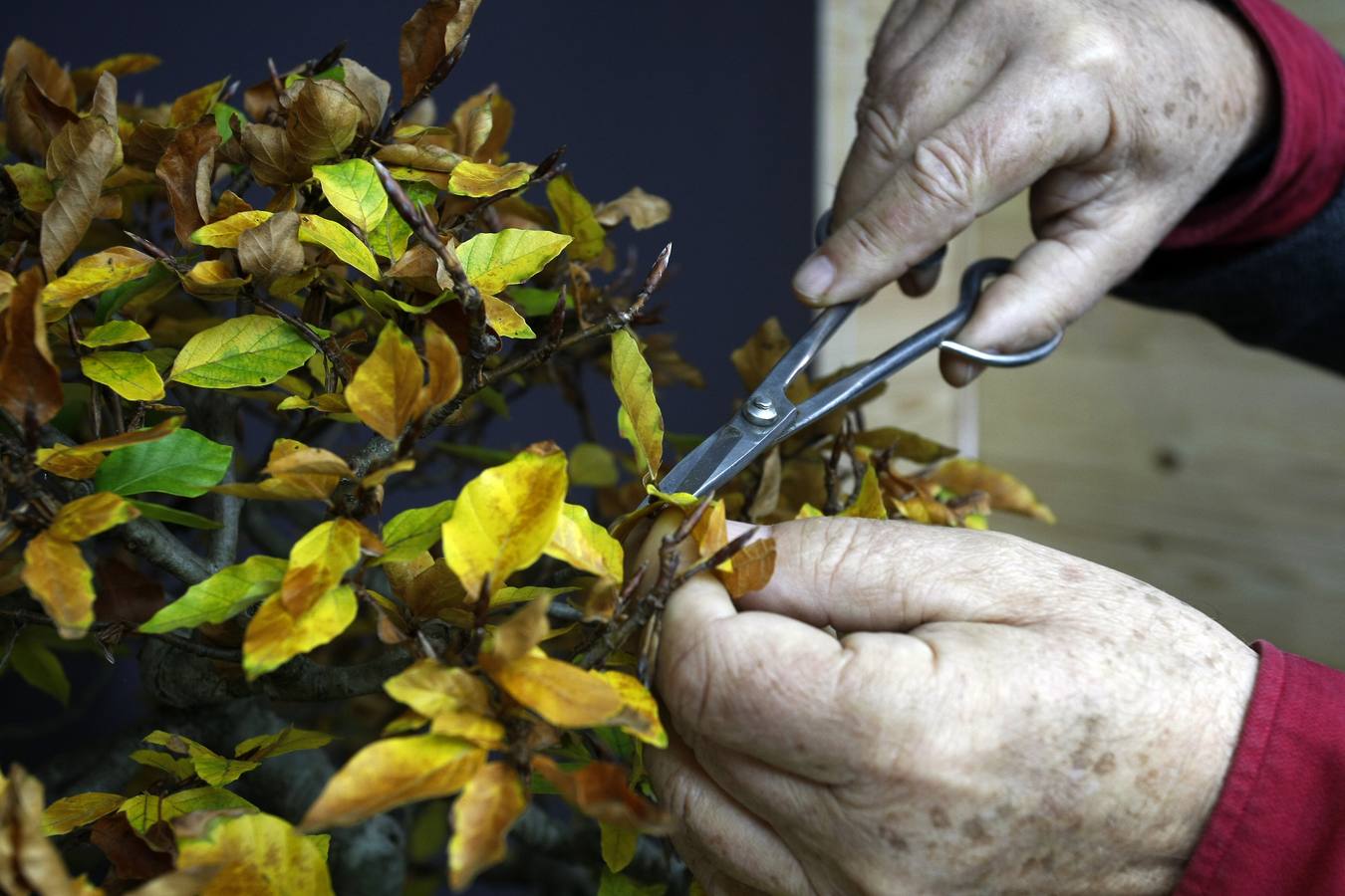 Llegó a tener 200 ejemplares, pero ahora este aficionado cántabro -uno de los veteranos en este arte japonés en cantabria- prefiere tener menos (unos 40) y cuidarles mejor.