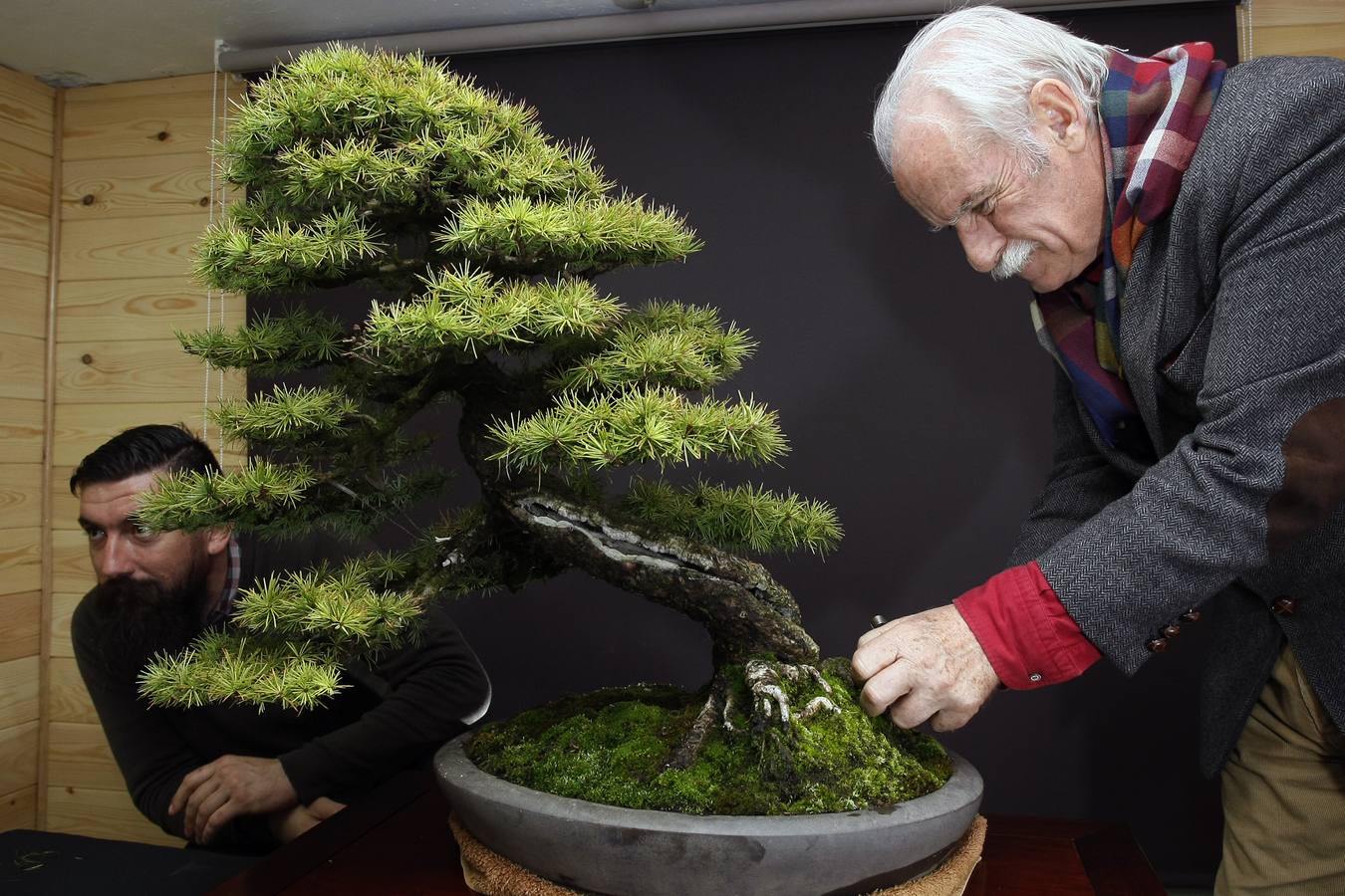 Llegó a tener 200 ejemplares, pero ahora este aficionado cántabro -uno de los veteranos en este arte japonés en cantabria- prefiere tener menos (unos 40) y cuidarles mejor.