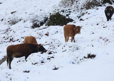 Imagen secundaria 1 - Alto Campoo acumula ya 30 centímetros de espesor tras la intensa nevada de anoche