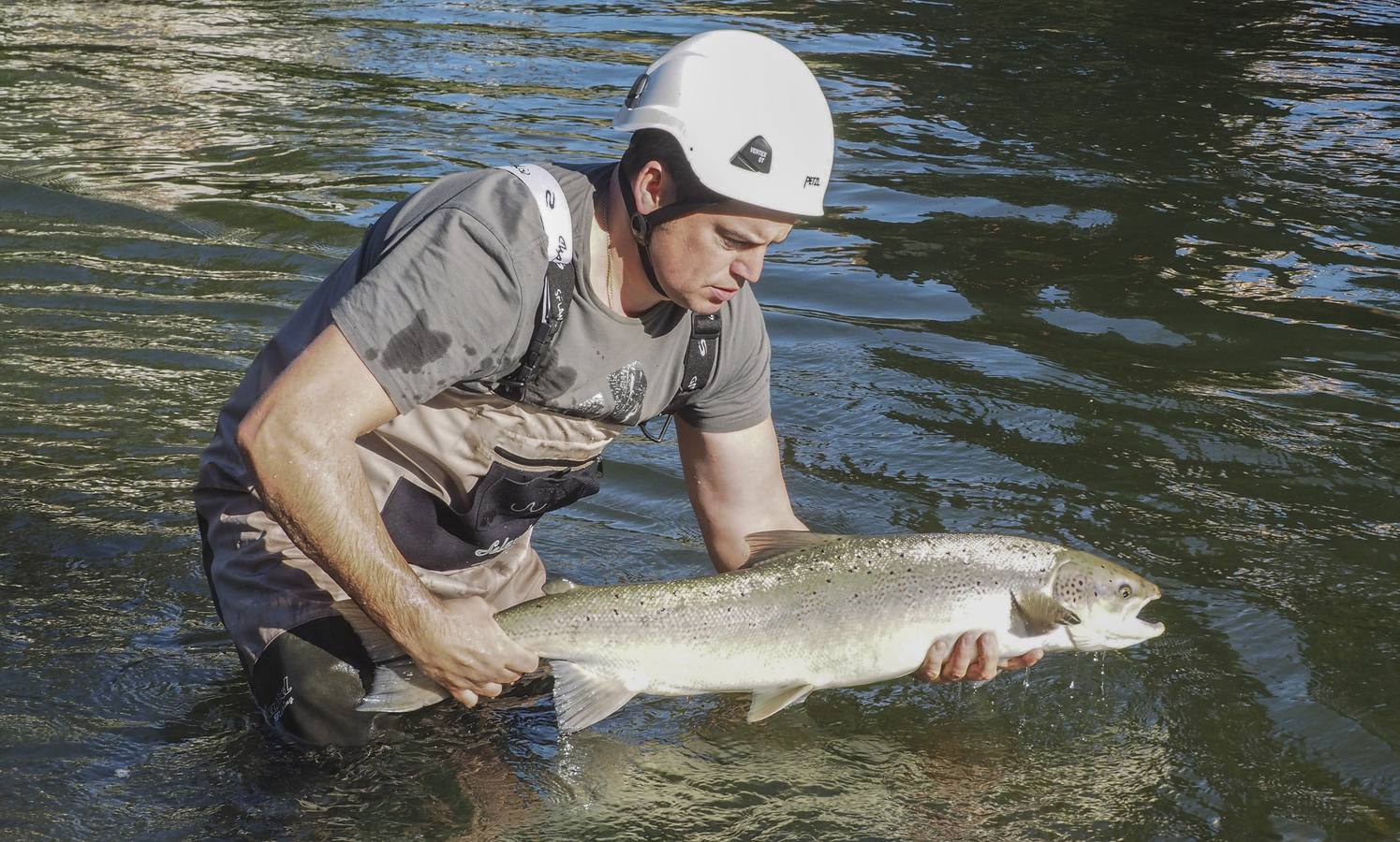 Conteo de salmones