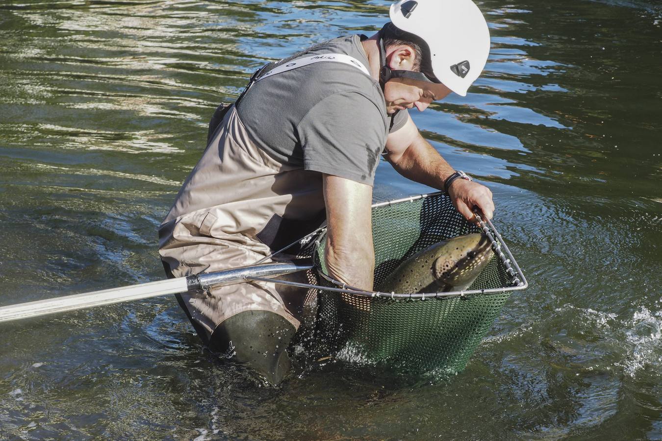 Conteo de salmones