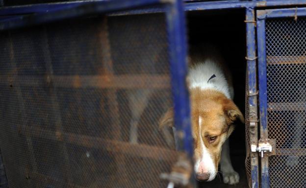 IU reclama el sacrificio cero en la ley cántabra de Protección Animal