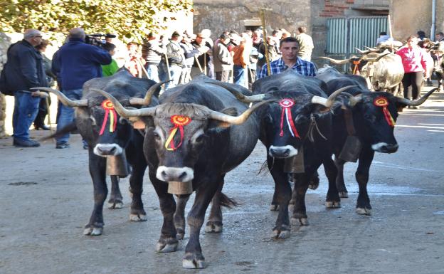 Pasá previa a la Feria de ganado en San Felices de Buelna