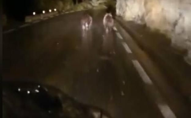 Un conductor se topa con dos osos cuando circulaba por la carretera La Lastra-Tudanca