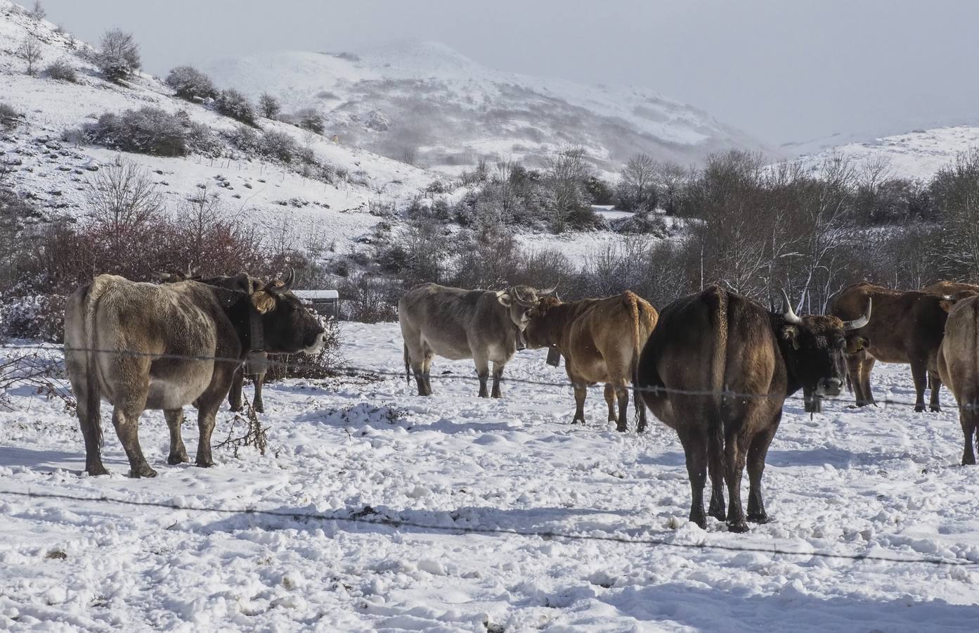 Uso obligatorio de cadenas en cuatro puertos de Cantabria, termómetros que marcan casi 5 grados bajo cero y alerta naranja por un frente polar. Es el resumen meteorológico de este jueves, 30 de noviembre, en Cantabria