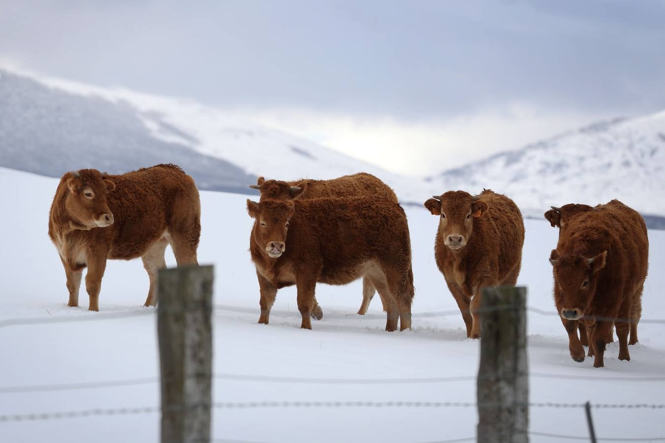 La nieve ha dejado bellas estampas en Campoo